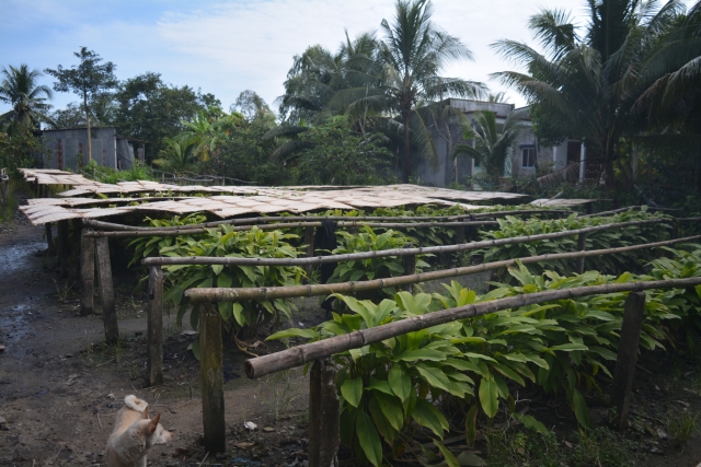 Mekong Delta, Rice Noodle Workshop, Backpackjunkies