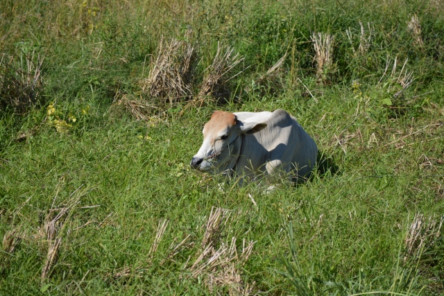 Mae Hong Son, Su Tong Pae Bridge, Backpackjunkies