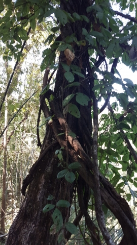 Mae Hong Son Loop, Mae Sariang, Salawin National Park, Backpackjunkies