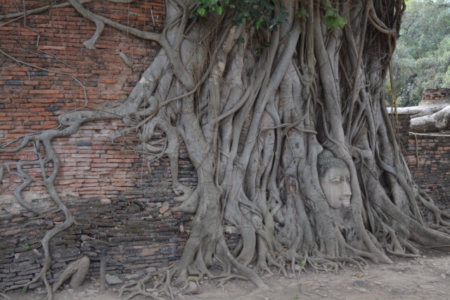 Ayutthaya, Wat Mahathat, Backpackjunkies