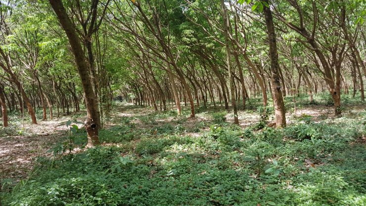Koh Mak, rubberplantage, Backpackjunkies