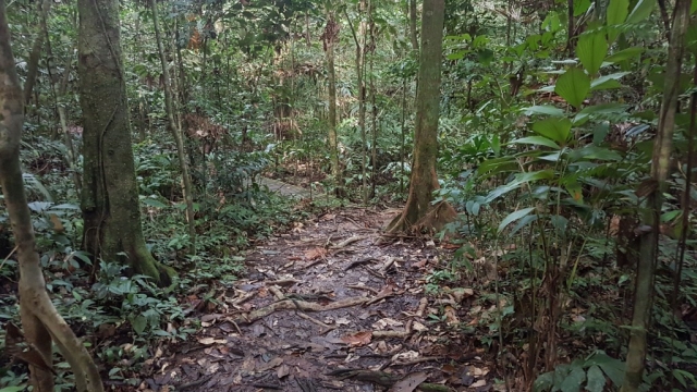 Kuching - Kubah National Park 02 - BackPackJunkies