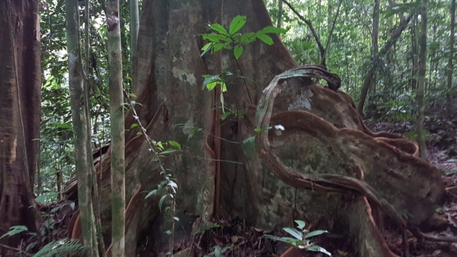 Kuching - Kubah National Park 03 - BackPackJunkies