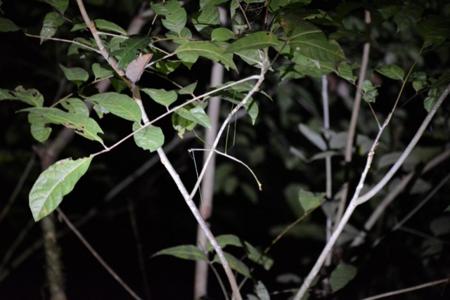 Mulu - Nachtwandeling 03 - BackPackJunkies Mulu - Nachtwandeling 03 - BackPackJunkies