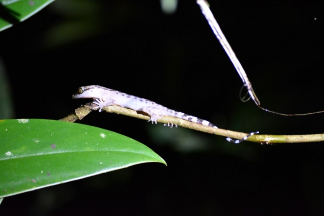 Mulu - Nachtwandeling 06 - BackPackJunkies Mulu - Nachtwandeling 06 - BackPackJunkies