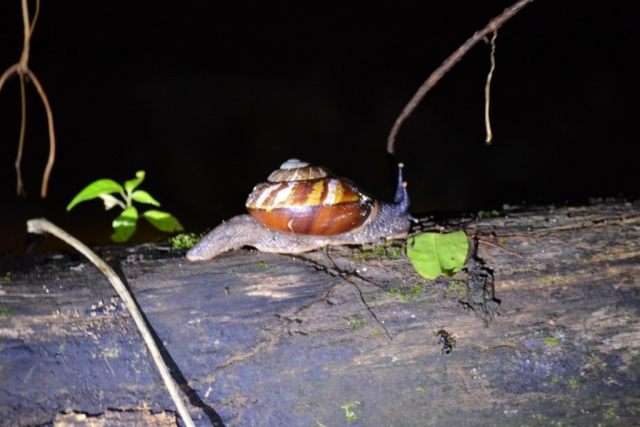 Mulu - Nachtwandeling 07 - BackPackJunkies Mulu - Nachtwandeling 07 - BackPackJunkies