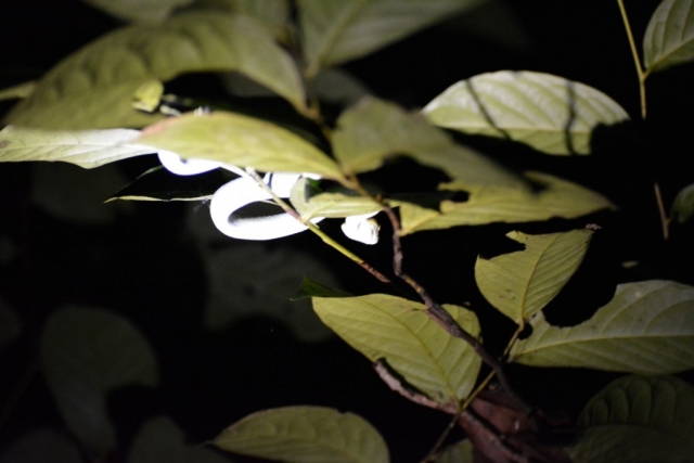 Mulu - Nachtwandeling 08 - BackPackJunkies Mulu - Nachtwandeling 08 - BackPackJunkies