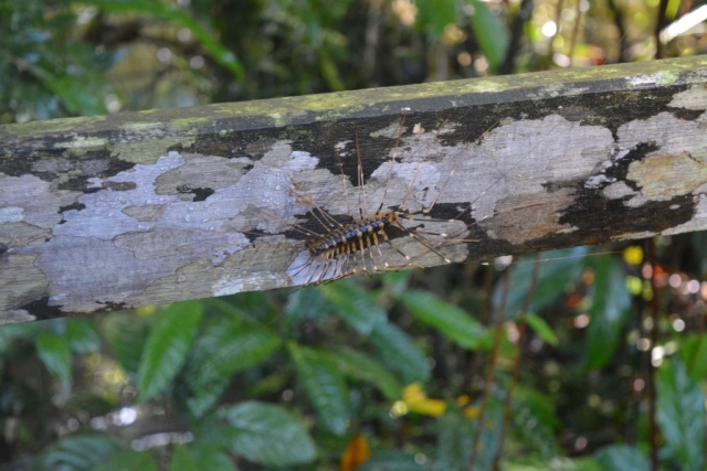 Mulu National Park - Beestjes_01 - Backpackjunkies Mulu National Park, Canopy Walk, Backpackjunkies