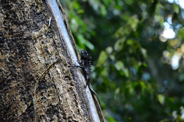 Mulu National Park - Beestjes_02 - Backpackjunkies Mulu National Park, Canopy Walk, Backpackjunkies