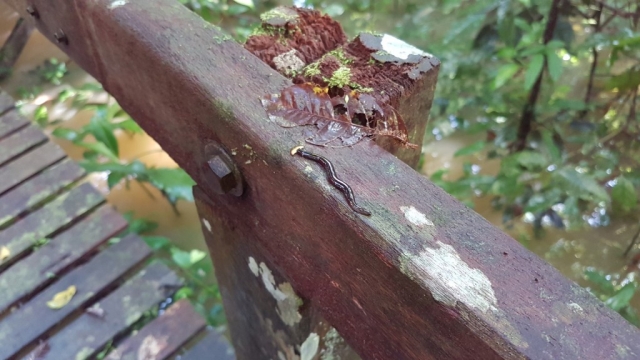 Mulu National Park - Beestjes_03 - Backpackjunkies