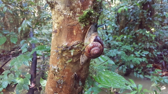 Mulu National Park - Beestjes_04 - Backpackjunkies
