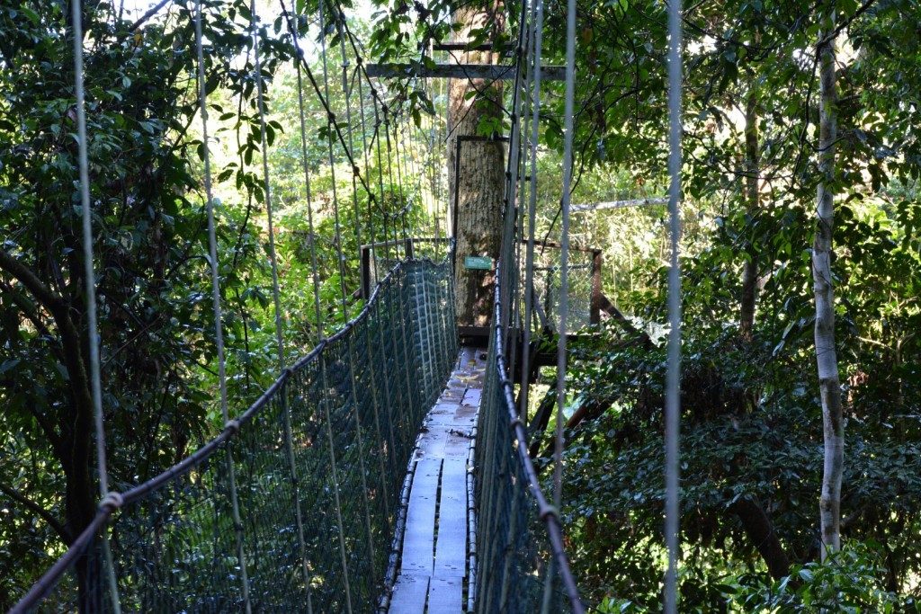 Mulu National Park, Canopy Walk, Backpackjunkies