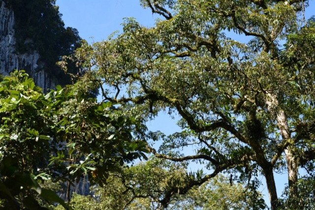 Mulu National Park - Canopy Walk_02 - Backpackjunkies Mulu National Park, Canopy Walk, Backpackjunkies