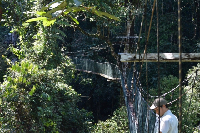 Mulu National Park - Canopy Walk_03 - Backpackjunkies Mulu National Park, Canopy Walk, Backpackjunkies