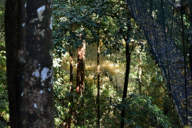 Mulu National Park - Canopy Walk_04 - Backpackjunkies Mulu National Park, Canopy Walk, Backpackjunkies