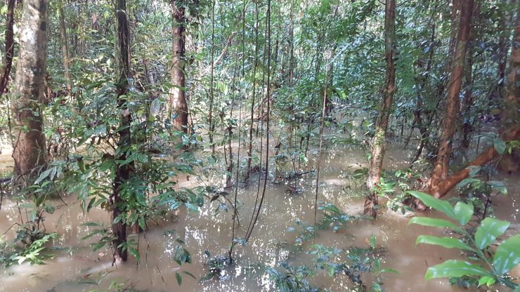 Mulu National Park, Canopy Walk, Backpackjunkies