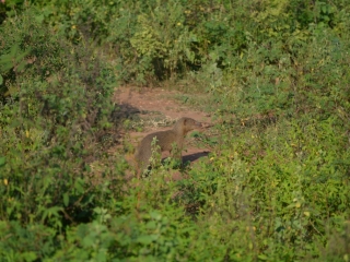 Udawalawe National Park, Backpackjunkies