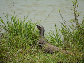 Udawalawe National Park, Backpackjunkies