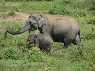 Udawalawe National Park, olifanten, Backpackjunkies