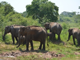 Udawalawe National Park, olifanten, Backpackjunkies