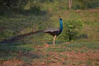 Udawalawe National Park, pauwen, Backpackjunkies