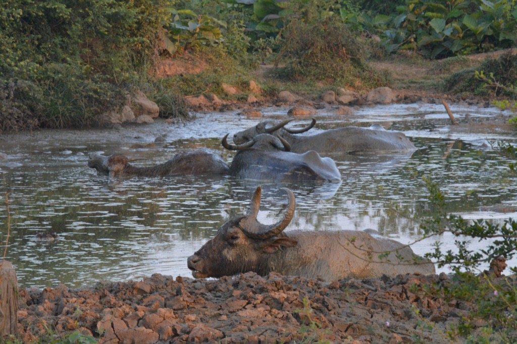Udawalawe National Park, waterbuffels, Backpackjunkies