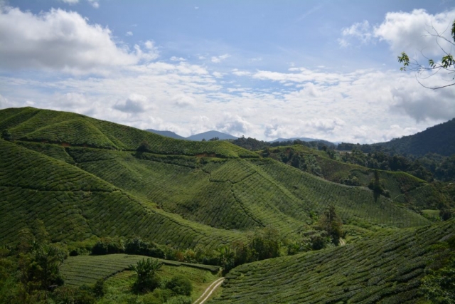 Cameron Highlands - Boh Sungai Tea Centre_01 - Backpackjunkies Cameron Highlands, Boh Sungai Tea Centre, Backpackjunkies