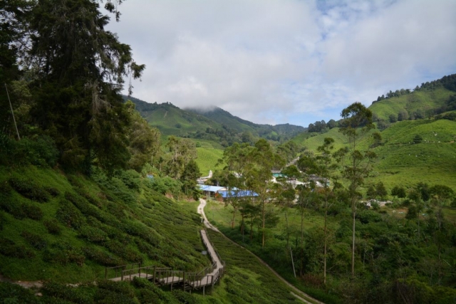 Cameron Highlands - Boh Sungai Tea Centre_02 - Backpackjunkies Cameron Highlands, Boh Sungai Tea Centre, Backpackjunkies