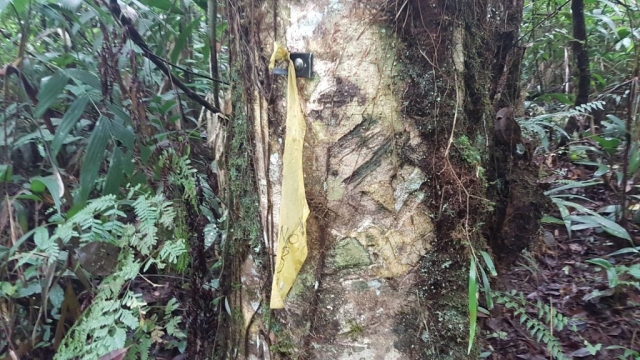 Cameron Highlands - Borden_02 - Backpackjunkies Cameron Highlans, trail 5, trail 3, Backpackjunkies