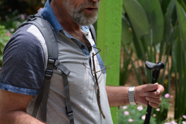 Cameron Highlands - Butterfly Garden - Creepy Insects_02 - Backpackjunkies Cameron Highlands, Butterfly Garden, Backpackjunkies