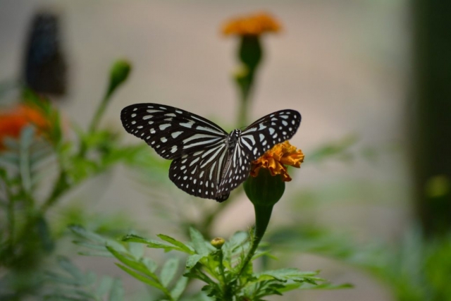 Cameron Highlands - Butterfly Garden - Vlinders_03 - Backpackjunkies Cameron Highlands, Butterfly Garden, vlinders, Backpackjunkies