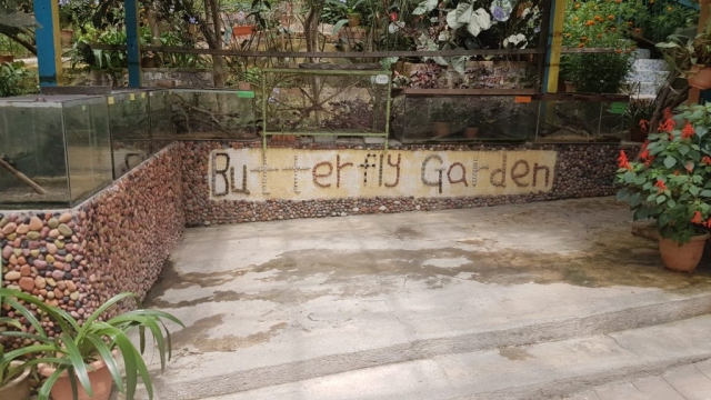 Cameron Highlands - Butterfly Garden_02 - Backpackjunkies Cameron Highlands, Butterfly Garden, Backpackjunkies
