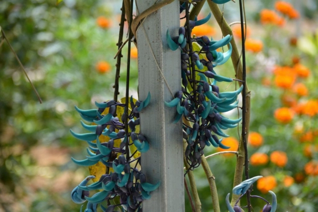 Cameron Highlands - Butterfly Garden_04 - Backpackjunkies Cameron Highlands, Butterfly Garden, Backpackjunkies