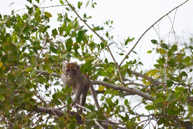 Kota Kinabalu, Weston Wetlands, Backpackjunkies