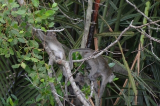 Kota Kinabalu, Weston Wetlands, Backpackjunkies