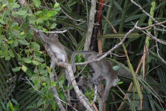 Kota Kinabalu, Weston Wetlands, Backpackjunkies