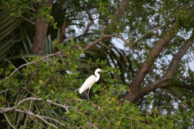 Kota Kinabalu, Weston Wetlands, Backpackjunkies