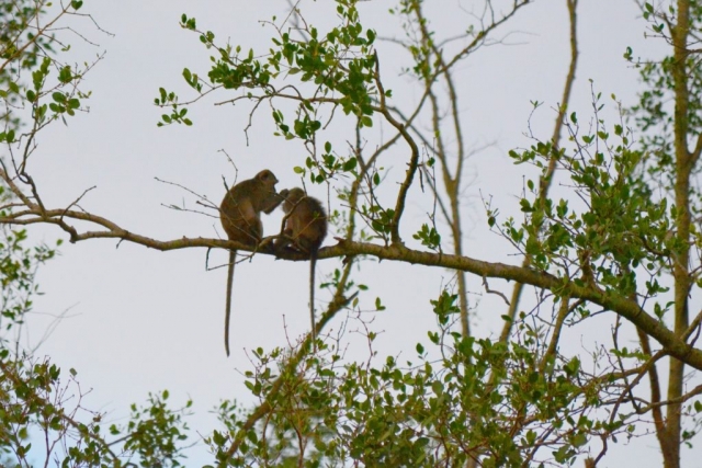 Kota Kinabalu, Weston Wetlands, Neusaap, Backpackjunkies