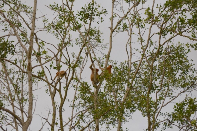 Kota Kinabalu, Weston Wetlands, Neusaap, Backpackjunkies