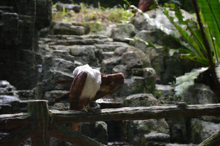 Kuala Lumpur Bird Park, adelaar, Backpackjunkies