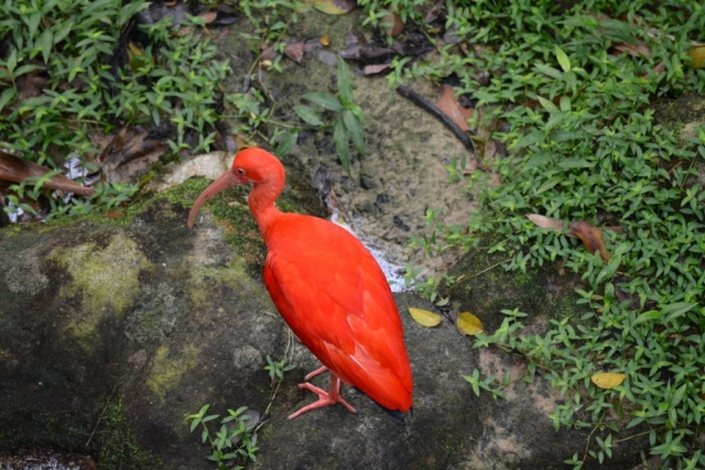 Kuala Lumpur Bird Park - Exotische vogels_02 - Backpackjunkies Kuala Lumpur Bird Park, exotische vogels, Backpackjunkies