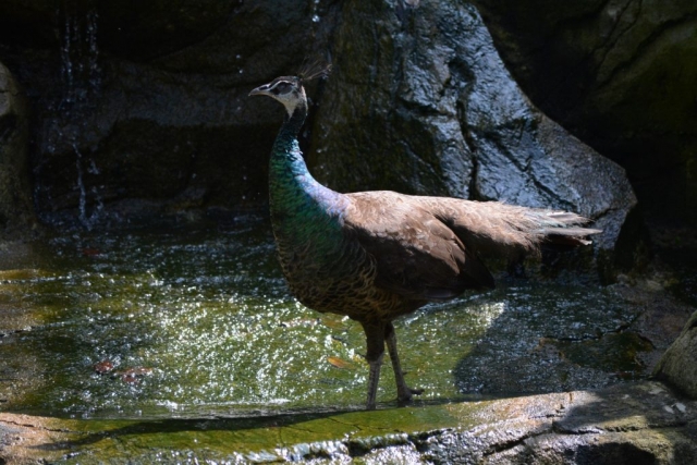 Kuala Lumpur Bird Park - Free Flight Aviary_01 - Backpackjunkies Kuala Lumpur Bird Park, Free Flight Aviary, Backpackjunkies