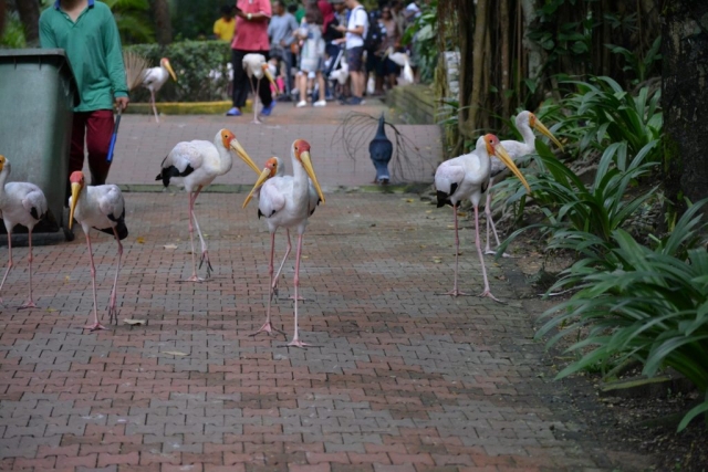 Kuala Lumpur Bird Park - Free Flight Aviary_03 - Backpackjunkies Kuala Lumpur Bird Park, Free Flight Aviary, Backpackjunkies