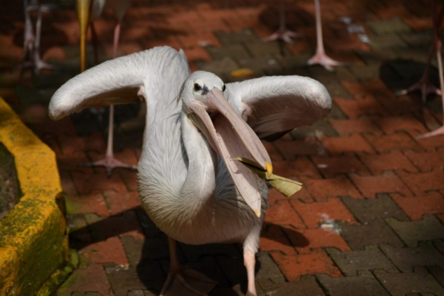 Kuala Lumpur Bird Park - Free Flight Aviary_04 - Backpackjunkies Kuala Lumpur Bird Park, Free Flight Aviary, Backpackjunkies