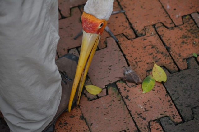 Kuala Lumpur Bird Park - Free Flight Aviary_05 - Backpackjunkies Kuala Lumpur Bird Park, Free Flight Aviary, Backpackjunkies