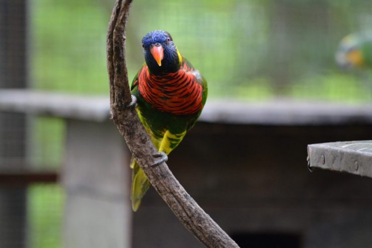 Kuala Lumpur Bird Park, papegaai, Backpackjunkies