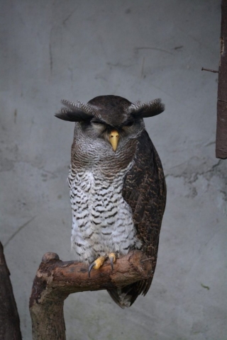 Kuala Lumpur Bird Park - Uilen_02 - Backpackjunkies Kuala Lumpur Bird Park, uilen, Backpackjunkies