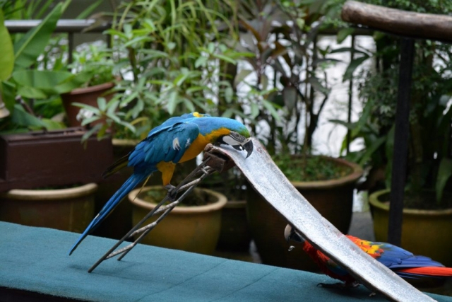Kuala Lumpur Bird Park - Vogelshow_02 - Backpackjunkies Kuala Lumpur Bird Show, vogelshow, Backpackjunkies