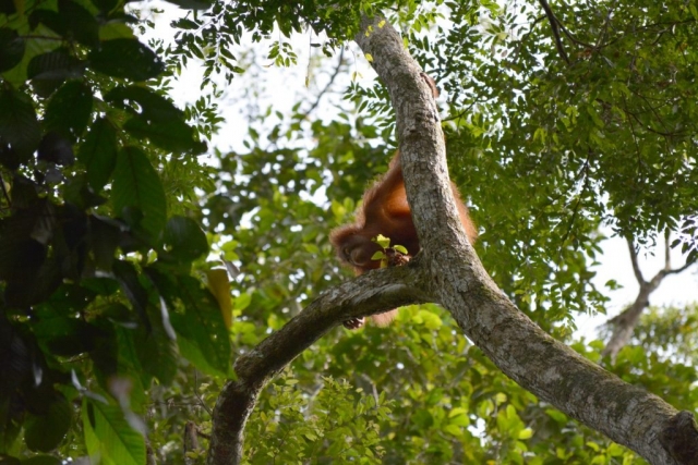 Sepilok. orang-oetan, Backpackjunkies